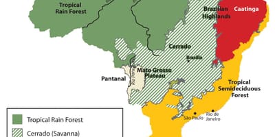 Карта Бразилии растительности
